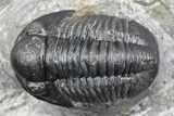 Detailed Gerastos Trilobite Fossil - Morocco #134091-2